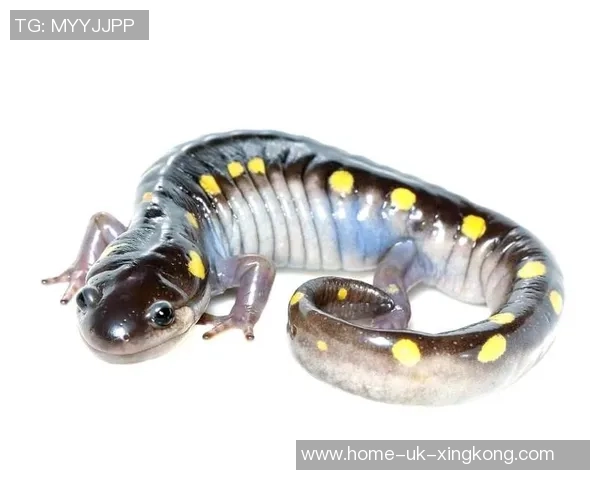 足球螈的奇妙世界探秘揭示其生态习性与保护现状